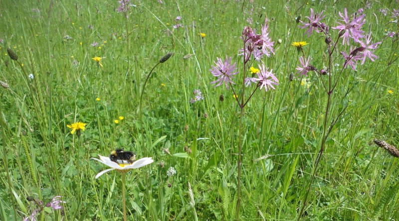 Infoabend Heimische Wildblumen(wiesen) im Garten NABU Rhein Berg e.V.